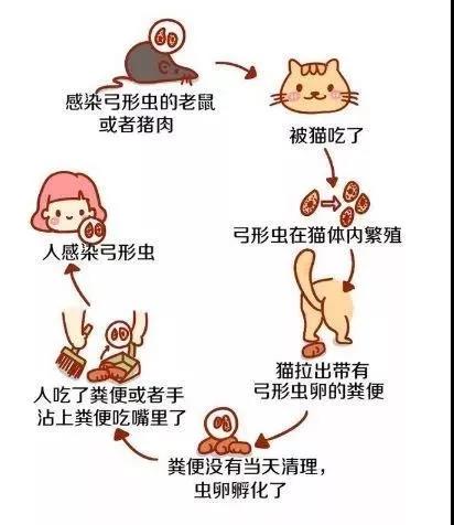 准备怀孕3.jpg